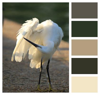 Little Egret Bird White Image